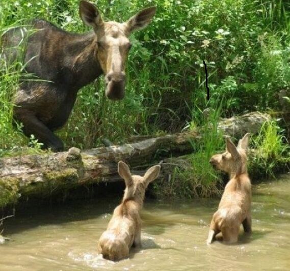 State to study moose numbers using drones